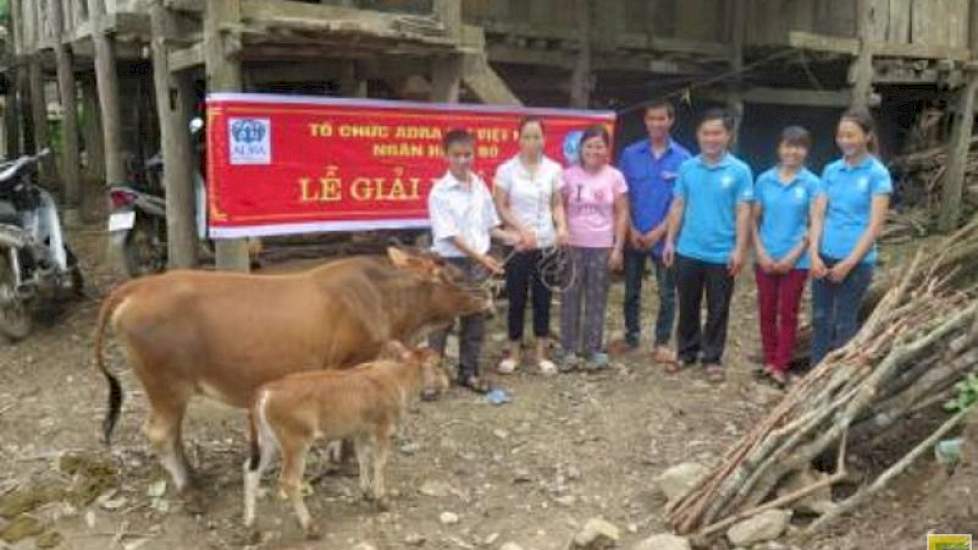 De familie Ly Thi Chien uit het dorp Ban Phuong is een van de gezinnen die een kalf kreeg via Adra. Dit dier heeft inmiddels voor de eerste keer gekalfd.