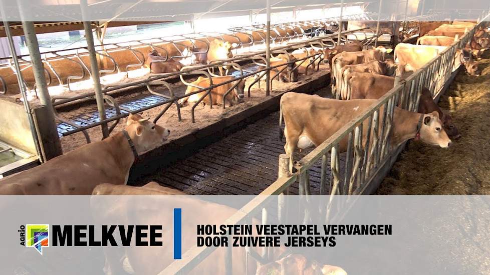 Holstein veestapel vervangen door zuivere Jerseys - www.melkvee.nl