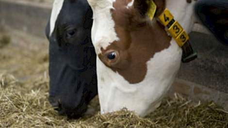 Alert Op Mycotoxinen Melkvee Nl Nieuws En Kennis Voor De Melkveehouder