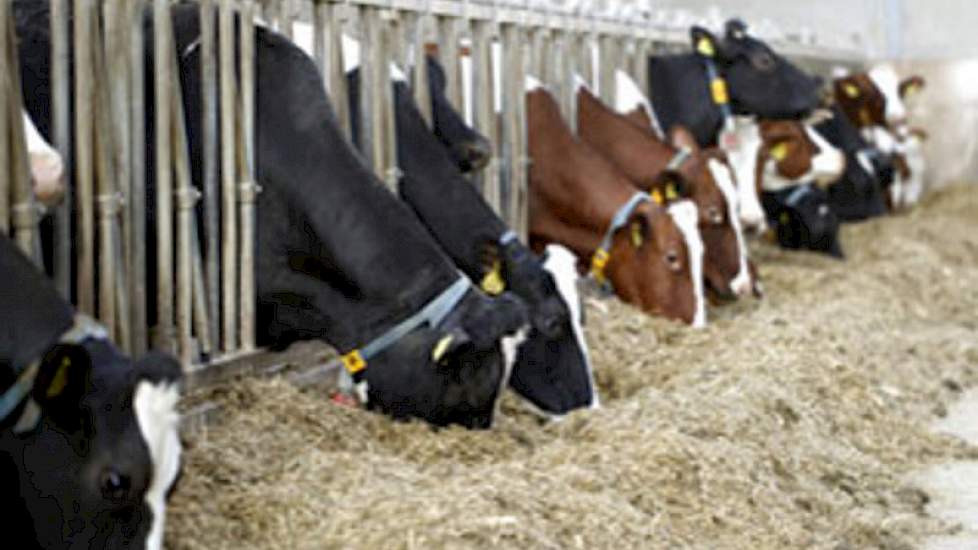 Oppassen Voor Schimmels En Mycotoxinen Melkvee Nl Nieuws En Kennis Voor De Melkveehouder