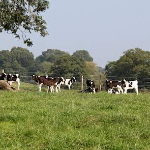 Al het jongvee loopt dag en nacht buiten. Deze jongste kalveren hebben een schuilmogelijkheid in de iglo&rsquo;s en krijgen melk en muesli bijgevoerd. Bij slecht weer verhuist het jongvee naar een hoger gelegen perceel, of percelen waar natuurlijke schuilmogeli
