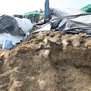 Bij een aantal kuilen moesten we even slikken. Broei vinden de Engelsen duidelijk (nog) geen enkel probleem. In het gemengde rantsoen selecteren de dieren duidelijk de smakelijkere delen uit. &ldquo;Doen we het in Nederland zo gek nog niet&rdquo;, was een veelgehoord