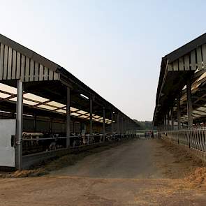 Op de melkveebedrijven waar Grosvenor Farm voor opfokt wordt gebruik gemaakt van gesekst sperma &eacute;n &lsquo;triple impact&rsquo;. E&eacute;n rietje triple impact bevat sperma van 3 rassen: charloais, limousin en Belgische Blauw. Super sperma, maar in Nederland niet toegestaan