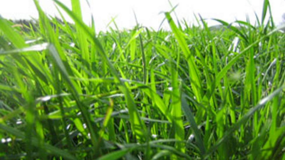 GRAS Generally recognized as safe JapaneseClass jp GRAS Generally recognized as safe JapaneseClass jp