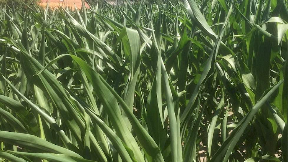 op het heetst van de dag is te zien dat veel planten vocht tekort komen