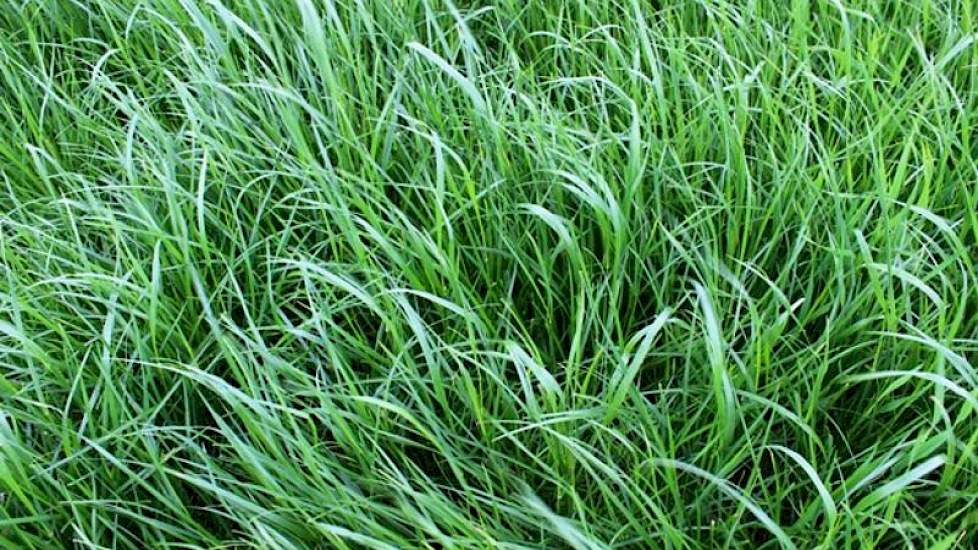 De hergroei na de 1e snede gaat enorm snel dit voorjaar. Zo ook op de Havera grassendemo bij het veredelingsbedrijf van Limagrain Nederland in Rilland (Zld.) Het perceel met de 7 Havera graslandmengsels werd op een zonnige 1 mei gemaaid. Drie weken later