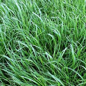 De hergroei na de 1e snede gaat enorm snel dit voorjaar. Zo ook op de Havera grassendemo bij het veredelingsbedrijf van Limagrain Nederland in Rilland (Zld.) Het perceel met de 7 Havera graslandmengsels werd op een zonnige 1 mei gemaaid. Drie weken later