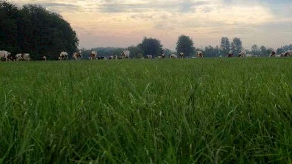 het huidige snel gegroeide etgroen is al erg smakelijk