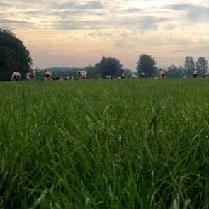 het huidige snel gegroeide etgroen is al erg smakelijk