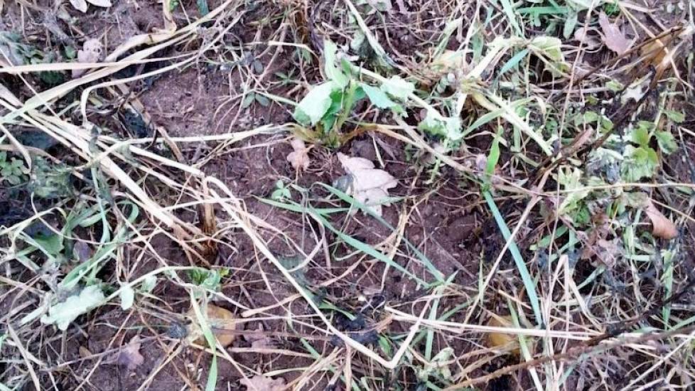 TerraLife SolaRigol TR is na een paar nachtvorsten al mooi voorverteerd. De paalwortel van Deeptill Tillage Rammenas is goed zichtbaar.