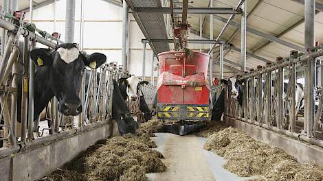 Koeien worden gevoerd met een voerrobot.