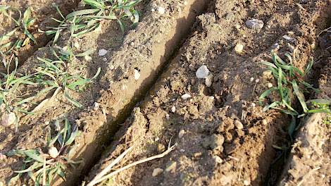 Bemesting met runderdrijfmest kan bodemleven remmen - Melkvee