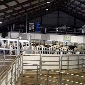 Het eerste systeem draait inmiddels sinds februari dit jaar op een bedrijf in het Duitse Blönsdorf. Daar worden 550 koeien 2x per dag met 12 robots gemolken.
