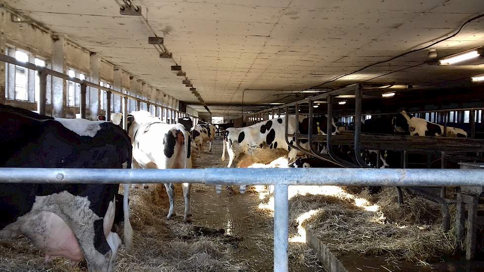 De droge koeien zijn nog wel in één van de oude stallen gehuisvest. Voor het comfort zijn de boxen gevuld met lang stro. Het jongvee wordt verkocht aan een opfokbedrijf. Elke maand kopen ze 14 vaarzen weer terug.