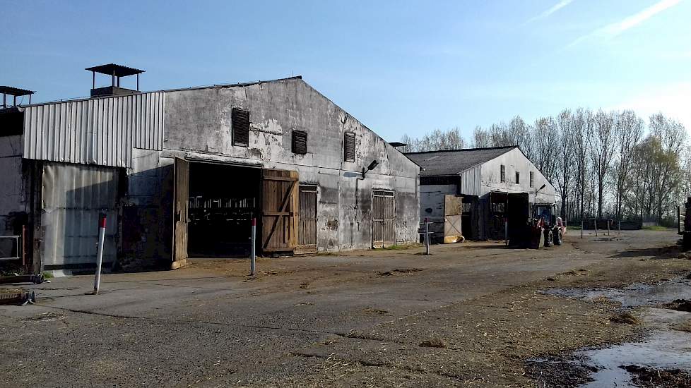 De koeien werden eerst gehuisvest in typisch Oost-Duitse oude stallen die gebouwd zijn rond 1985. Deze waren meer ingericht voor het gebruiksgemak van het personeel dan voor de koe. In 1992 zijn deze stallen gemoderniseerd met ruime ligboxen.