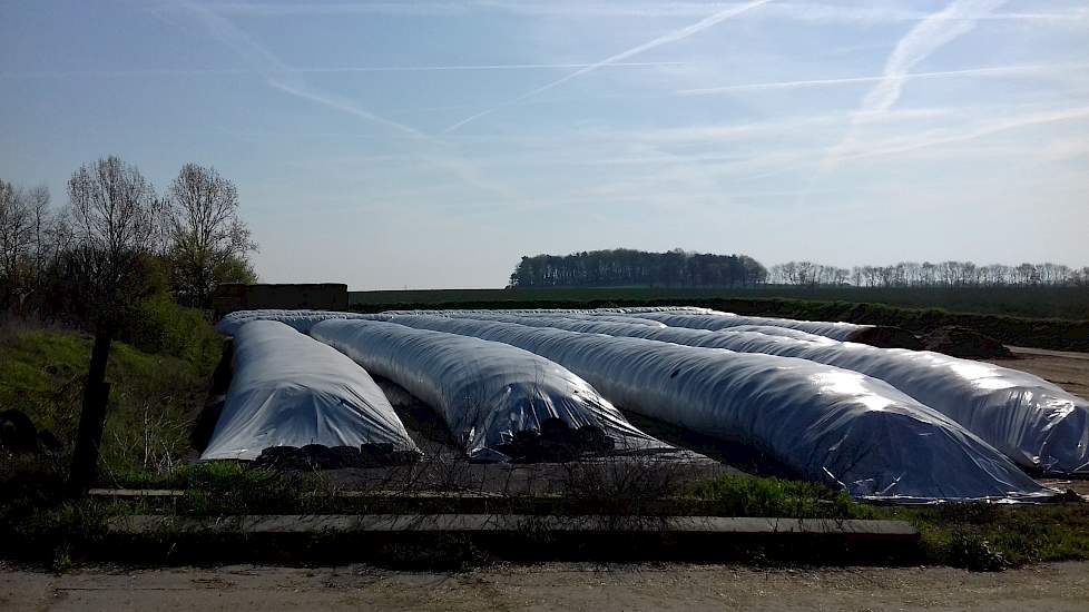 Vanwege de relatief lage voersnelheid wordt de gras- en luzernesilage opgeslagen in lange slurven. De maïs zit wel in een grote sleufsilo.