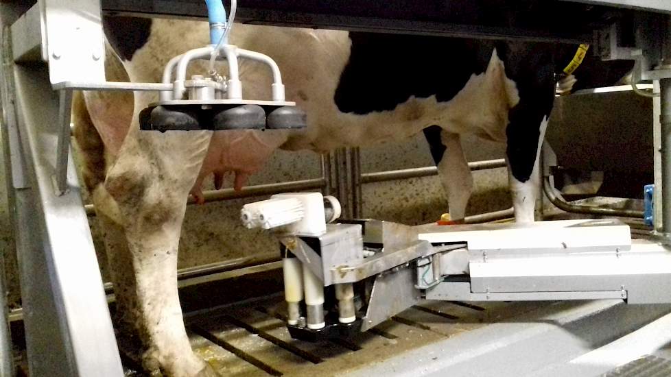 De koeien produceren rond de 30 kilo melk per dag en het rollend jaargemiddelde ligt op 9.300 kilo melk met 3,90% vet en 3,40 procent eiwit. De verwachting is dat de productie nog wat zal stijgen, zeker als de nieuwmelkte koeien op termijn drie maal daags