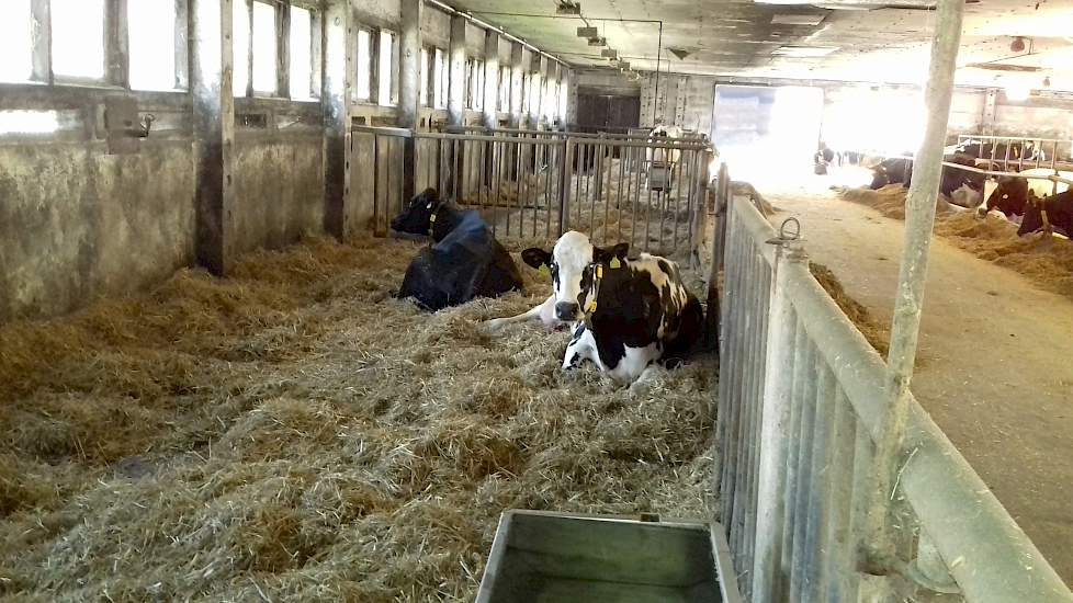 De koeien kalven af in ruime strohokken.