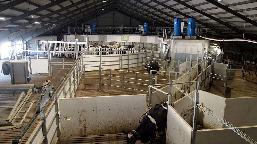 Wanneer de koeien gemolken zijn lopen ze via een centrale gang voor de robots langs weer terug naar de stal. Koeien die niet (goed) gemolken zijn komen in een aparte selectieruimte.