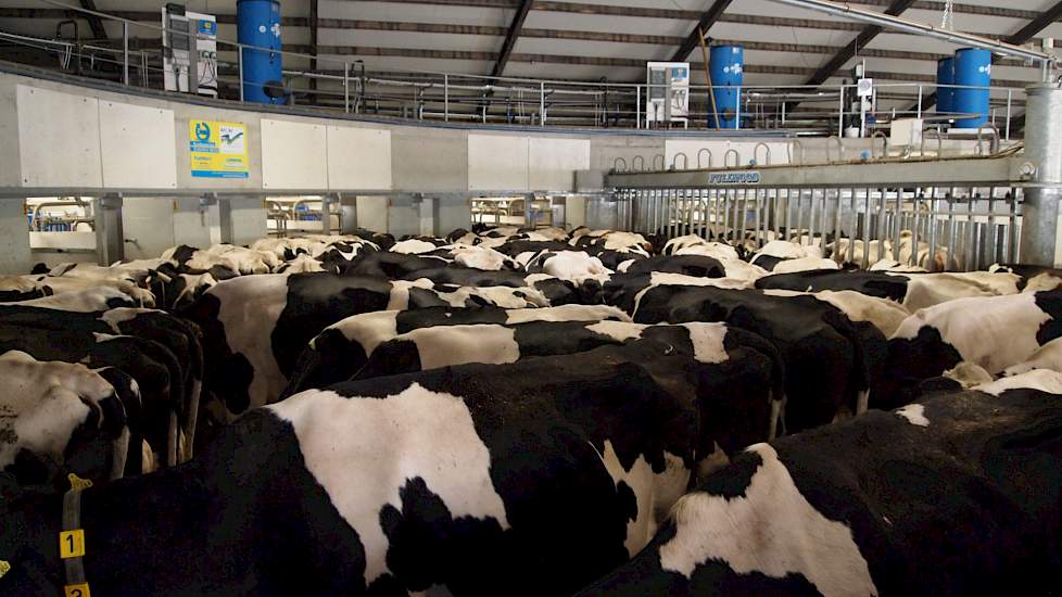 Voordat de koeien worden gemolken komen ze in een ronde wachtruimte. De capaciteit van de wachtruimte is berekend op 100 koeien per uur. Een ronddraaiend opdrijfhek zorgt voor continue toevoer van koeien bij de robots. Op dit moment gaan er ongeveer 500 k