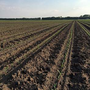 Ook het onkruid groeit hard. Waterink wil de percelen volgende week spuiten. Ze hadden een vooropkomstbespuiting op het perceel willen toepassen, maar de maïs kwam zo snel boven dat dat niet meer lukte. Volgens de veehouder groeit de gecoate maïs (Starcov