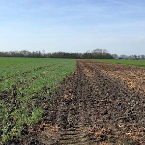 De week daarvoor werd het vanggewas ondergewerkt en het land zaaiklaar gemaakt. Daarbij hebben ze alleen de randen doodgespoten. „Daarmee krijgt het onkruid alvast een eerste tik zodat we later minder middel kwijt zijn.”