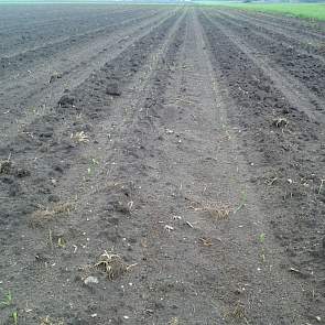 De maïs bij Geraerts staat inmiddels boven. Op 22 mei (7 dagen na zaaien) zag de maïsteler de eerste plantjes al bovenkomen.