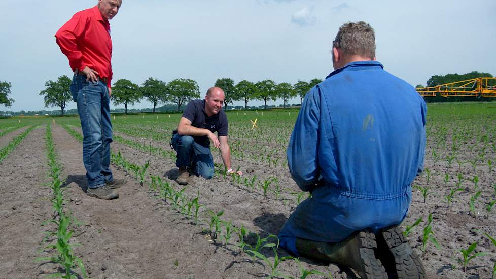 Samen met Jan Roothaert van Limagrain en Sjors Leermakers wordt het gewas beoordeeld en gekeken naar de onkruidonstand in het perceel.