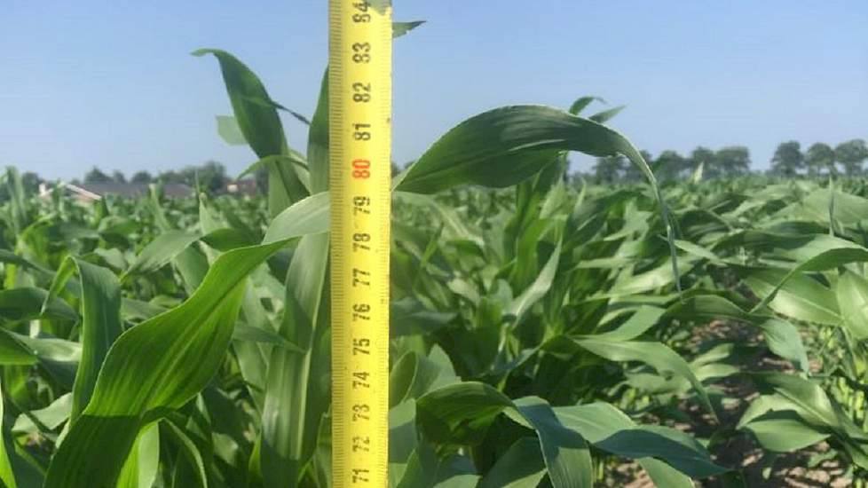 De maïs bij Waterink staat inmiddels in het 7e tot 8e bladstadium en meet rond de 75 centimeter.