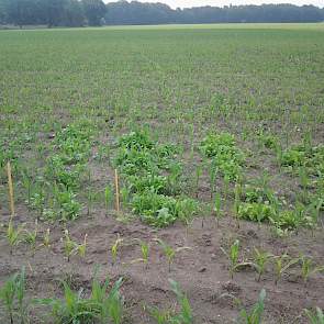 Het gewas is deze week gespoten door de loonwerker. Ondanks de hoge temperaturen viel de onkruiddruk erg mee. „Het enige is dat er door de wat grovere grondbewerking wat kluiten gras mee omhoog zijn gekomen. Daar is het middelgebruik op afgestemd”, vertel