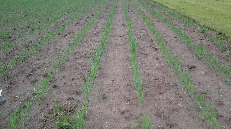 De maïs bij Geraerts staat met 20 centimeter nog een stuk lager dan de meeste andere percelen. Dat komt omdat er eerst nog een dikke snede gras is geoogst. Toch is de veehouder tevreden hoe het gewas er bij staat. „We hebben vorige week nog water gehad en