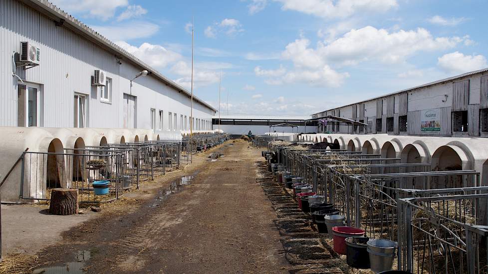 De kalveren zijn gehuisvest in kalverboxen buiten met 24 uur per dag verzorging. „Dat is de toekomst; daar moeten we goed voorzorgen”, zegt Antoon Smits. Met de gemiddelde daggroei tussen 750 en 800 gram bij spenen ziet dat er goed uit. Na 110 dagen worde