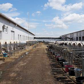 De kalveren zijn gehuisvest in kalverboxen buiten met 24 uur per dag verzorging. „Dat is de toekomst; daar moeten we goed voorzorgen”, zegt Antoon Smits. Met de gemiddelde daggroei tussen 750 en 800 gram bij spenen ziet dat er goed uit. Na 110 dagen worde