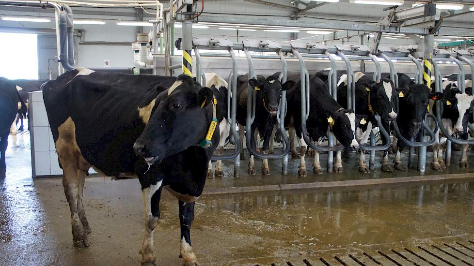 Oekraïne heeft een melktekort; 68 procent van de melk wordt in de achtertuinen geproduceerd met een matige kwaliteit. 23 procent van de koeien produceert 32 procent van de melk. Oude staatsbedrijven worden opgekocht en heropgebouwd. Dat is een proces van