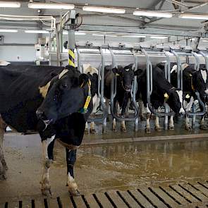 Oekraïne heeft een melktekort; 68 procent van de melk wordt in de achtertuinen geproduceerd met een matige kwaliteit. 23 procent van de koeien produceert 32 procent van de melk. Oude staatsbedrijven worden opgekocht en heropgebouwd. Dat is een proces van