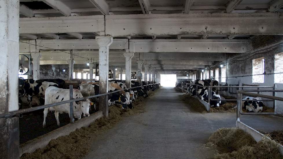 Rozvolozhzya melkt nu 800 koeien die nog gehuisvest zijn in deze oude koeienstallen met veel beton. Tien jaar geleden begonnen Antoon en Myke Smits met de aanwezige roodbonte koeien van een lokaal ras en startten met het insemineren met Holsteiners. Als d