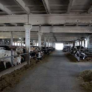 Rozvolozhzya melkt nu 800 koeien die nog gehuisvest zijn in deze oude koeienstallen met veel beton. Tien jaar geleden begonnen Antoon en Myke Smits met de aanwezige roodbonte koeien van een lokaal ras en startten met het insemineren met Holsteiners. Als d