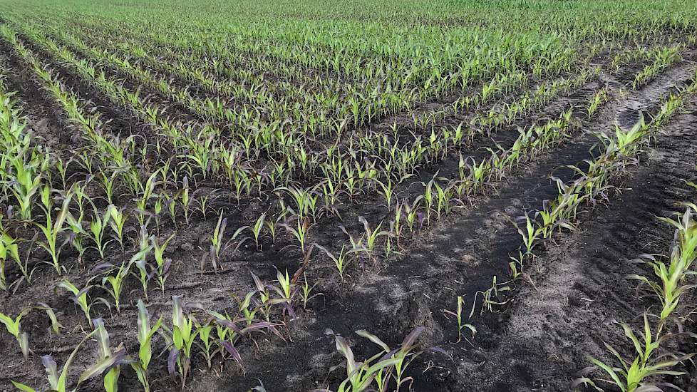 Andere percelen kleuren paars, door fosfaatgebrek. Volgens Ludwig Oevermans van Limagrain is schoffelen en zorgen voor een goede afwatering, het beste wat een veehouder kan doen in deze situatie, mits het land begaanbaar is. Eventueel kan er een bladbemes