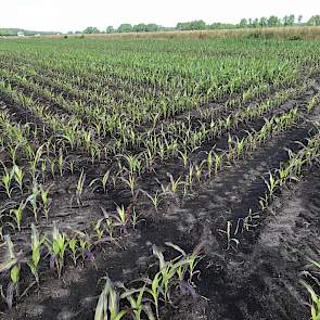 Andere percelen kleuren paars, door fosfaatgebrek. Volgens Ludwig Oevermans van Limagrain is schoffelen en zorgen voor een goede afwatering, het beste wat een veehouder kan doen in deze situatie, mits het land begaanbaar is. Eventueel kan er een bladbemes