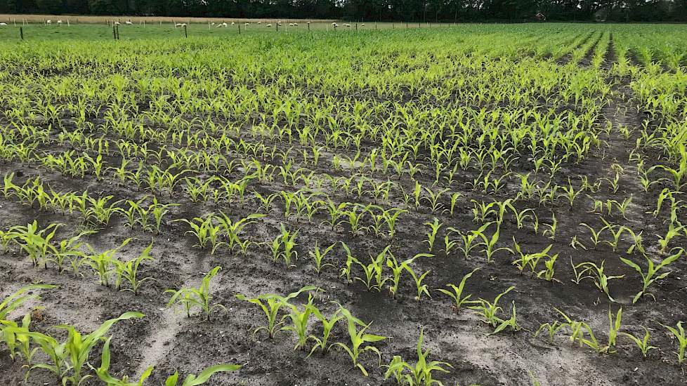 Over het algemeen staat de maïs er in het land goed voor. De verschillen zijn echter plaatselijk groot. Dit komt door zware hoosbuien en hagel. In mei werd een deel van Drenthe getroffen door wateroverlast. Dit is op dit perceel te zien door geelverkleuri