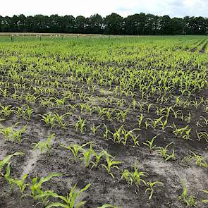 Over het algemeen staat de maïs er in het land goed voor. De verschillen zijn echter plaatselijk groot. Dit komt door zware hoosbuien en hagel. In mei werd een deel van Drenthe getroffen door wateroverlast. Dit is op dit perceel te zien door geelverkleuri