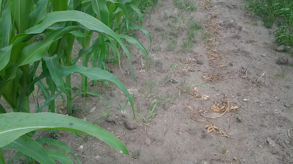 In Hapert is het ook droog. De grasgroei stond nagenoeg stil en daarom heeft Geraerts het gras beregend. Ook de maïs kreeg 15 millimeter. Eerst niet teveel, anders wortelt het gewas niet diep genoeg. De onkruiddruk is laag. Op de foto een deel van het pro