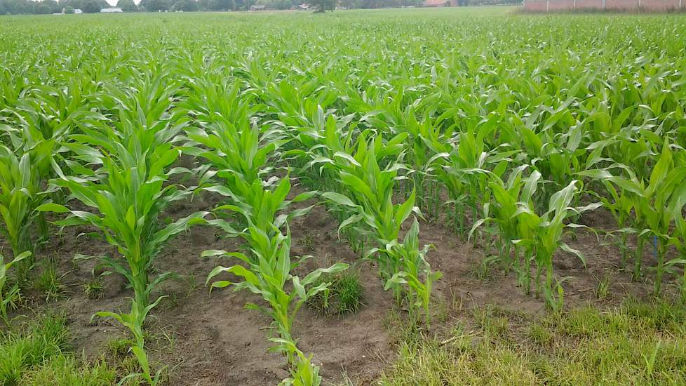 De relatief laat gezaaide maïs bij Geraerts meet nu ruim 1 meter hoog.