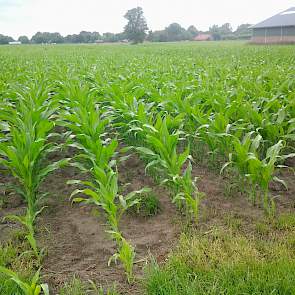 De relatief laat gezaaide maïs bij Geraerts meet nu ruim 1 meter hoog.