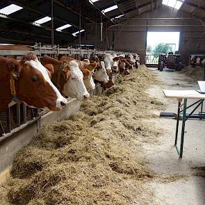 Fleckvieh is het meest voorkomende ras in het koppel koeien. Wanneer de koeien te breed zijn, kruist Jan de dieren in met Brown Swiss. Sinds Johan zich bemoeit met de fokkerij gaat er ook weleens een rietje Jersey in om de gehaltes vet en eiwit in de melk