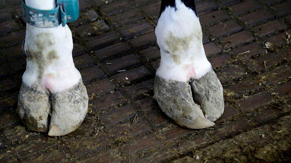 In de stal lopen veel koeien met lange tenen, vooral bij de voorklauwen. Een duidelijke verklaring voor het verschijnsel heeft Kempe nog niet. „De klauwgezondheid is de grootste uitdaging op ons bedrijf. Dit belemmert de productie.” Die ligt met een gemid