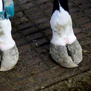 In de stal lopen veel koeien met lange tenen, vooral bij de voorklauwen. Een duidelijke verklaring voor het verschijnsel heeft Kempe nog niet. „De klauwgezondheid is de grootste uitdaging op ons bedrijf. Dit belemmert de productie.” Die ligt met een gemid