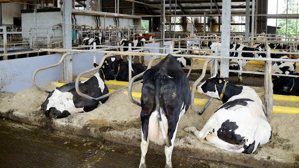 De koeien liggen ruime diepstrooiselboxen gevuld met een stro-kalk-water mengsel.