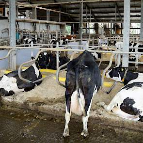 De koeien liggen ruime diepstrooiselboxen gevuld met een stro-kalk-water mengsel.