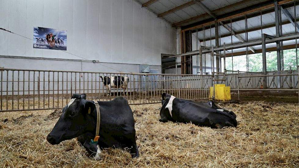 Voor de melkrobots bevinden zich ruime strohokken voor afgekalfde koeien. Rechts de opening waar de voerrobot door kan naar de jongvee-afdeling.